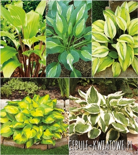 Zestaw Hosta-Funkia 4 I wybór