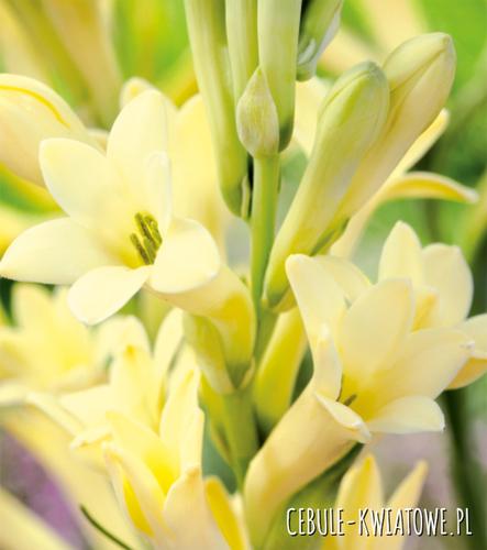 Polianthes Tuberosa - Tuberoza Golden Harvest 1 szt.