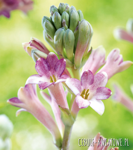 Polianthes Tuberosa - Tuberoza Cinderella 1 szt.