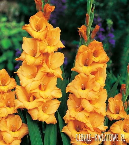 Gladiolus - Mieczyk Wielkokwiatowy Ovatie 5 szt.