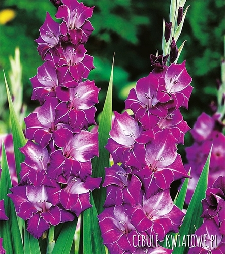 Gladiolus - Mieczyk Wielkokwiatowy Violeta 5 szt.