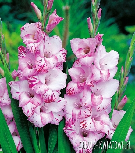 Gladiolus - Mieczyk Wielkokwiatowy My Love 5 szt.