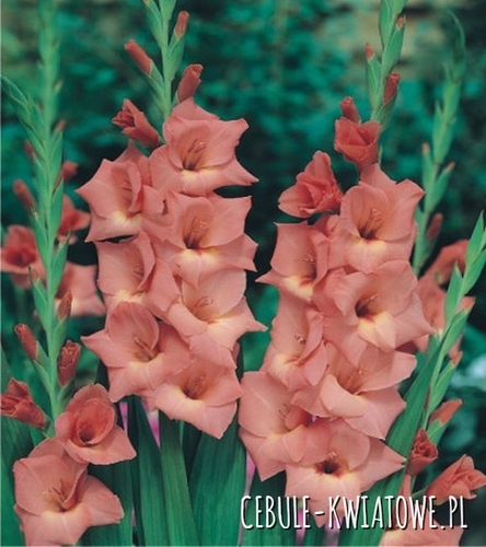 Gladiolus Mieczyk Wielkokwiatowy Jessica 5 szt.