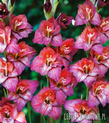 Gladiolus - Mieczyk Wielkokwiatowy Vesuvio 5 szt.