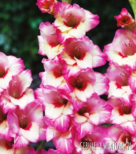 Gladiolus - Mieczyk Wielkokwiatowy Novara 5 szt.