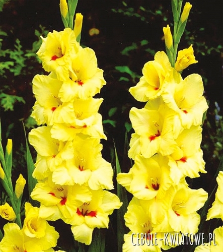 Gladiolus Mieczyk Wielkokwiatowy Platini 5 szt.