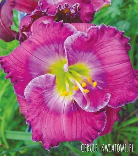 Hemerocallis - Liliowiec Lavender Blue Baby 1 szt.