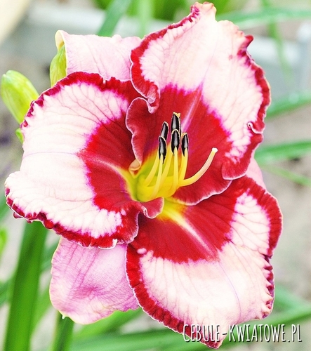 Hemerocallis - Liliowiec Lies & Lipstick 1 szt.