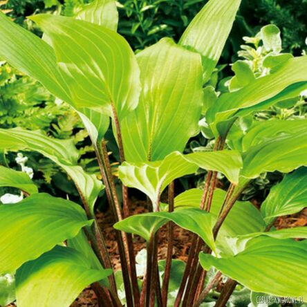Hosta - Funkia Gooseberry Sundea 1 szt.