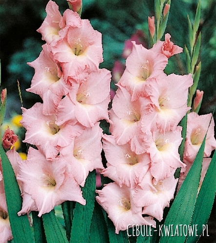 Gladiolus Mieczyk Wielkokwiatowy Rose Supreme 5 szt.