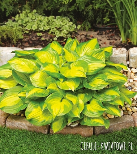 Hosta - Funkia Banana Bay 1 szt.