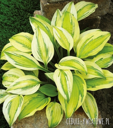 Hosta - Funkia Captain's Adventure 1 szt.