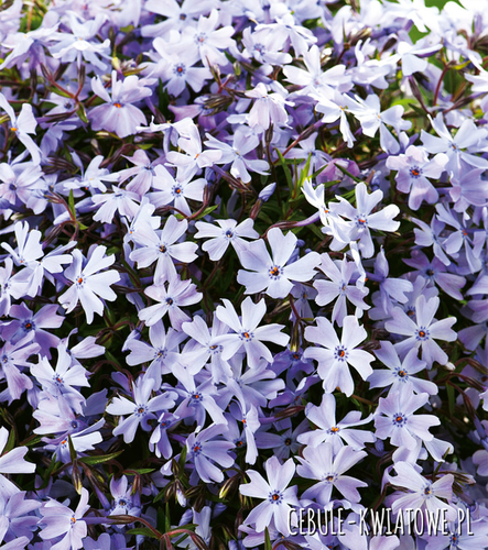 Phlox - Płomyk Emerald Blue 1 szt.