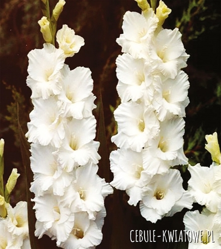 Gladiolus Mieczyk Wielkokwiatowy Bangladesh 5 szt.