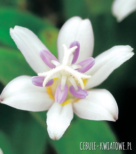 Tricytris Hirta Alba - Trójsklepka 1 szt.