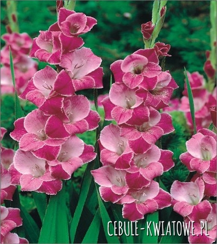 Gladiolus Mieczyk Wielkokwiatowy Invitation 5 szt.