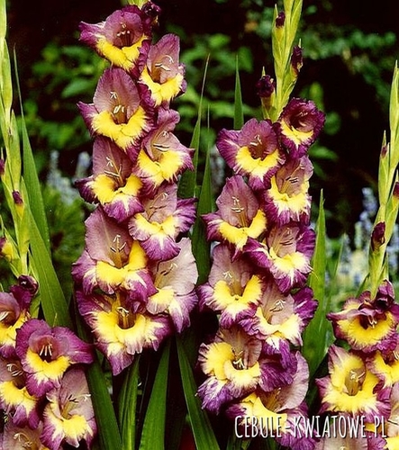 Gladiolus Mieczyk Wielkokwiatowy Dynamite 5 szt.