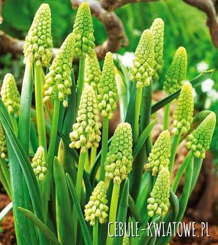 Bellevalia Pycnantha Green Pearl - Muscari 5 szt.