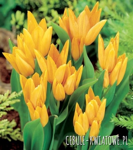 Tulipan Botaniczny Preastans Shogun 5 szt.