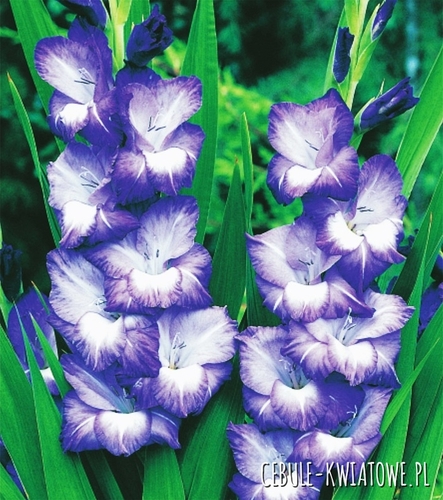 Gladiolus Mieczyk Wielkokwiatowy Nori 5 szt.