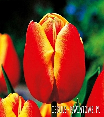 Tulipan na kwiat cięty Dow Jones 5 szt.
