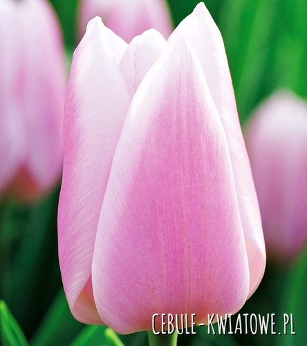 Tulipan na kwiat cięty Gabriella 5 szt.