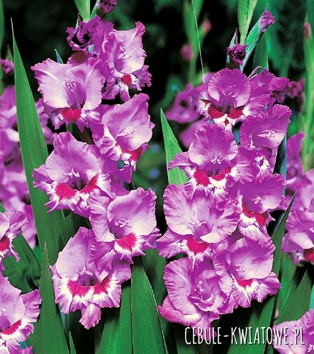 Gladiolus Mieczyk Wielkokwiatowy Tango 5 szt.
