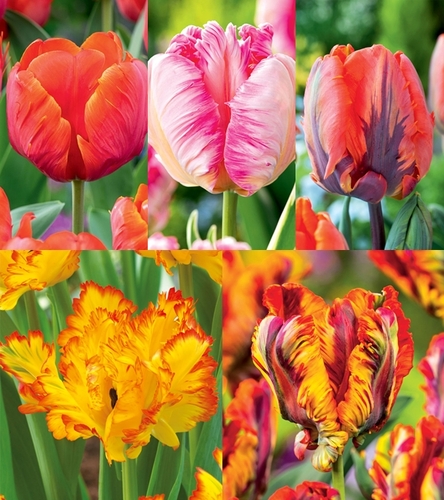 Zestaw Tulipan Papuzi 3
