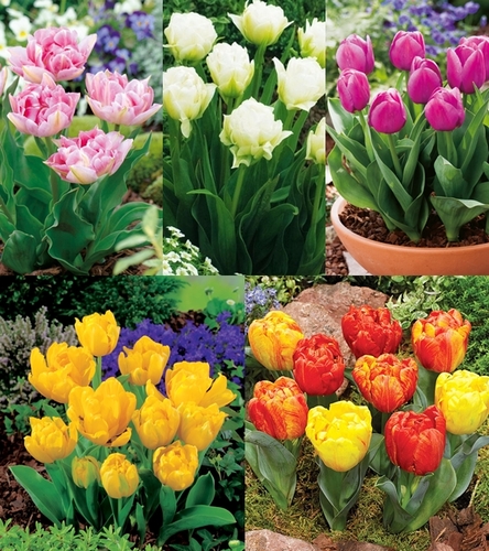 Zestaw Tulipan Doniczkowy