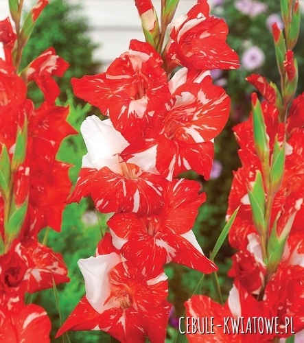 Gladiolus Mieczyk Wielkokwiatowy Zizane 5 szt.