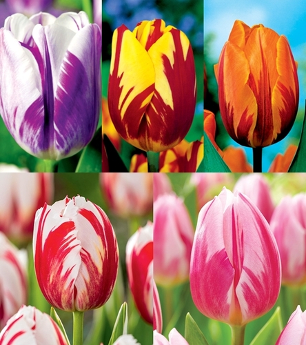 Zestaw Tulipan Triumph Rembrandt
