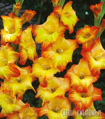 Gladiolus Mieczyk Wielkokwiatowy Sunshine 5 szt.