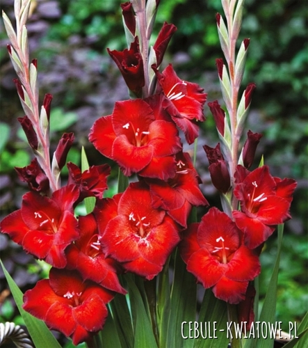Gladiolus Mieczyk Wielkokwiatowy Azuro 5 szt.