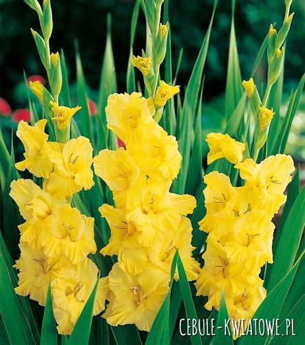 Gladiolus Mieczyk Wielkokwiatowy Yellow Frans 5 szt.