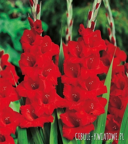 Gladiolus Mieczyk Wielkokwiatowy Advance Red 5 szt.