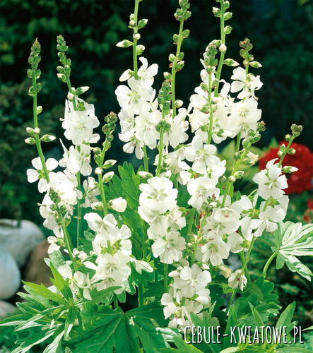 Sidalcea Candida - Ślazownik 1 szt.