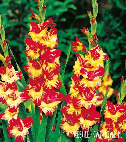 Gladiolus Mieczyk Wielkokwiatowy Stereo 5 szt.