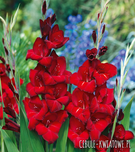 Gladiolus Mieczyk Wielkokwiatowy Arabian Night 5 szt.
