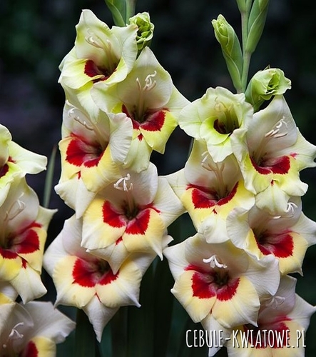 Gladiolus Mieczyk Wielkokwiatowy Messina 5 szt.