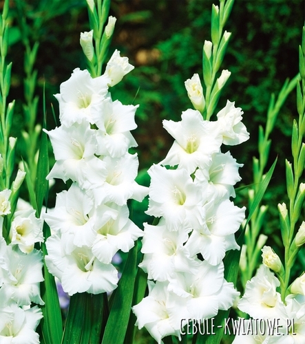 Gladiolus Mieczyk Wielkokwiatowy Essential 5 szt.