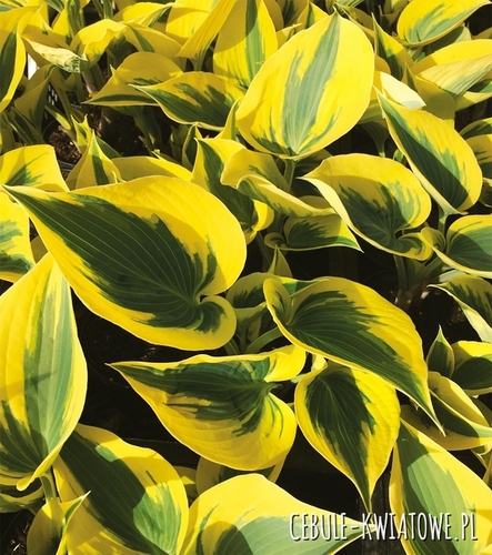 Hosta - Funkia Autumn Frost 1 szt.