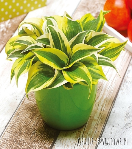 Hosta - Funkia Mini Frost - Mysie Uszka 1 szt.