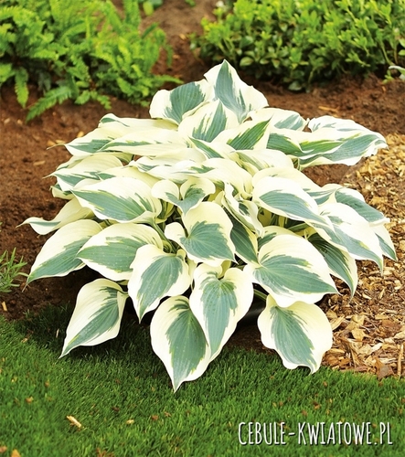 Hosta - Funkia Firn Line 1 szt.