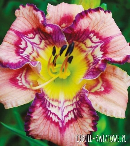 Hemerocallis - Liliowiec Get Jiggy 1 szt.
