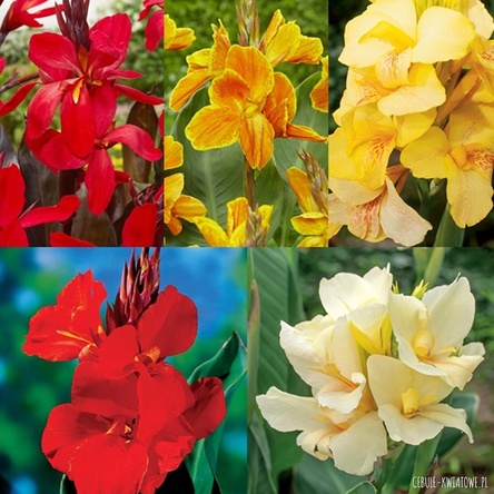 Zestaw Canna - Paciorecznik 5 I wybór