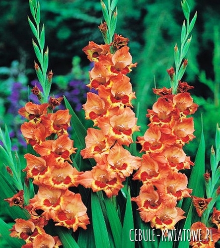 Gladiolus Mieczyk Drobnokwiatowy Alice 5 szt.