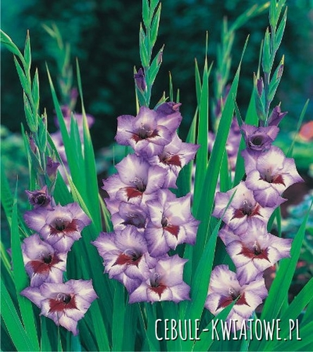 Gladiolus Mieczyk Drobnokwiatowy Flevo Cool 5 szt.
