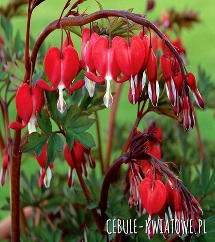 Dicentra Valentine Czerwona 1 szt.