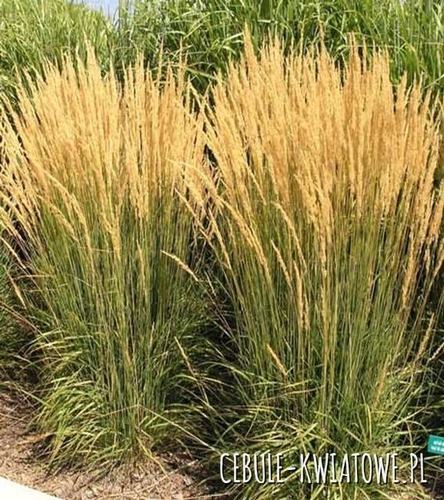 Trzcinnik ostrokwiatowy - Calamagrostis 'Karl Foerster' 1 szt.