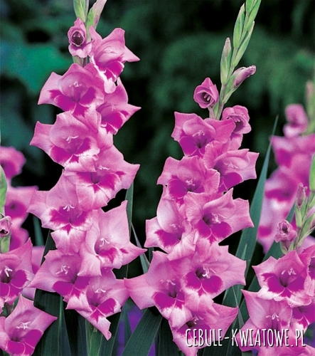 Gladiolus Mieczyk Drobnokwiatowy Lucky Lips 5 szt.